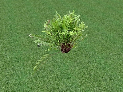 花草 花坛花草