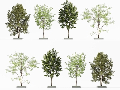 景观树 现代树木 景观树 庭院树木 行道树