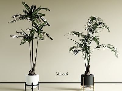 盆栽 现代盆栽植物 迎客松 绿萝 天堂鸟 吊兰