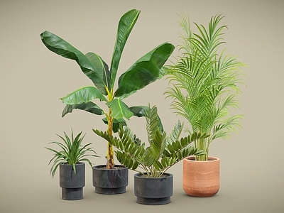 盆栽 龙舌兰 芭蕉盆栽 蕨类盆栽 散尾葵 室内植物