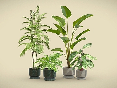 盆栽 鹤望兰盆栽 散尾葵盆栽 蕨类盆栽 竹芋盆栽 盆景