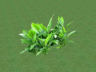 花草 花坛花草