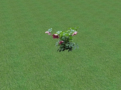 花草 花坛花草