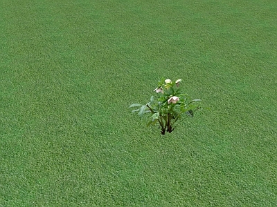 花草 花坛花草