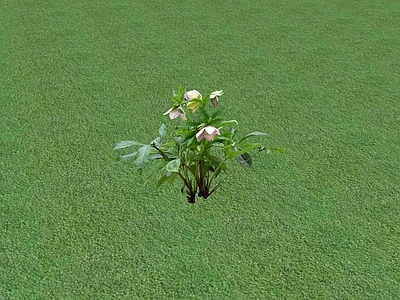 花草 花坛花草