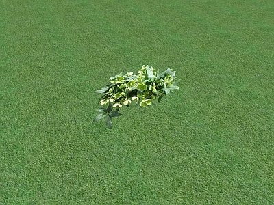 花草 盆栽花草
