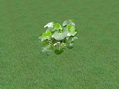 花草 花坛花草