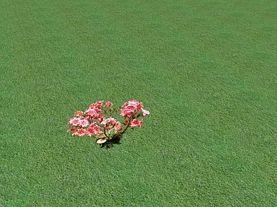花草 花坛花草