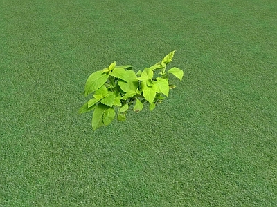 花草 花坛花草