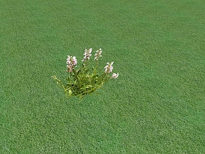 花草 花坛花草