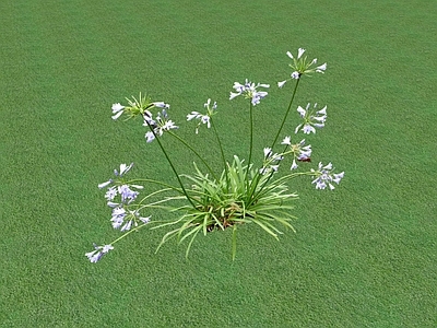花草 花坛花草