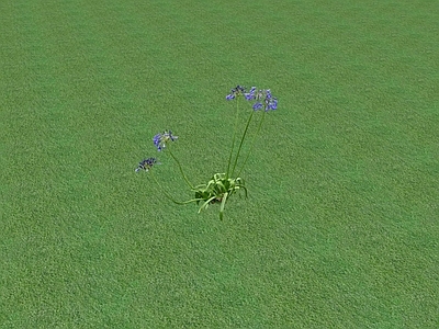 花草 花坛花草