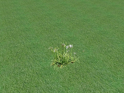 花草 花坛花草