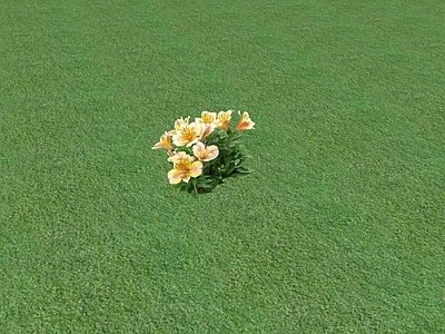 花草 花坛花草