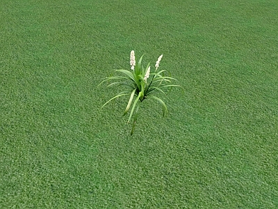 花草 花坛花草