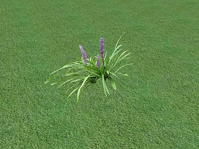 花草 花坛花草