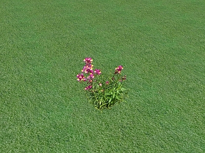 花草 花坛花草