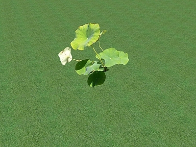 花草 盆栽花草