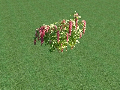 花草 花坛花草