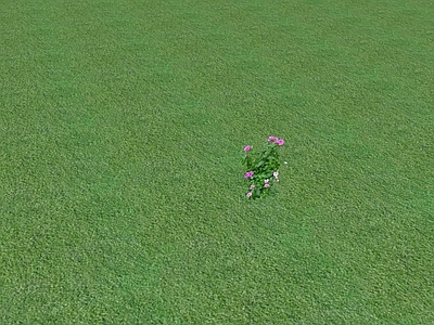 花草 花坛花草