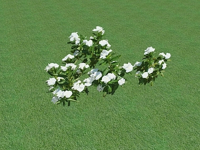 花草 花坛花草