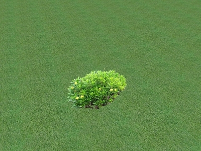 花草 花坛花草
