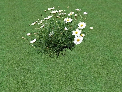 花草 花坛花草