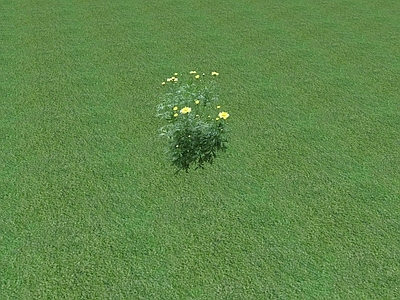 花草 花坛花草