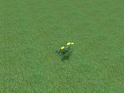 花草 花坛花草