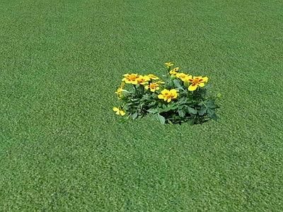 花草 花坛花草