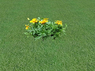花草 花架花草