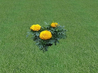 花草 花坛花草