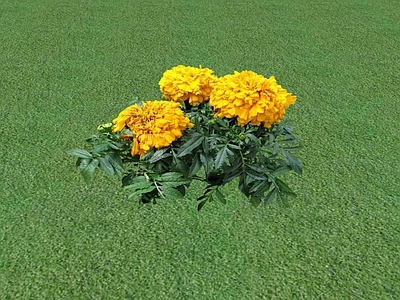 花草 盆栽花草
