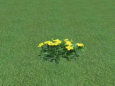 花草 花坛花草