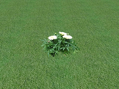 花草 花坛花草