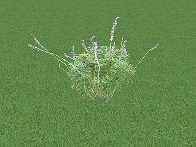 花草 花坛花草