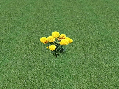 花草 花坛花草