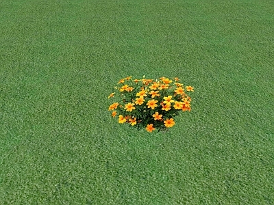 花草 花坛花草