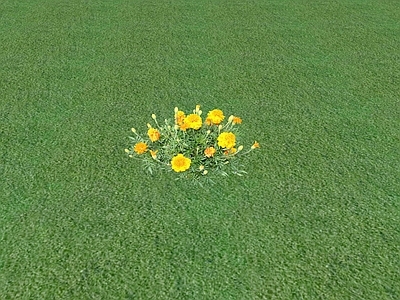花草 花坛花草