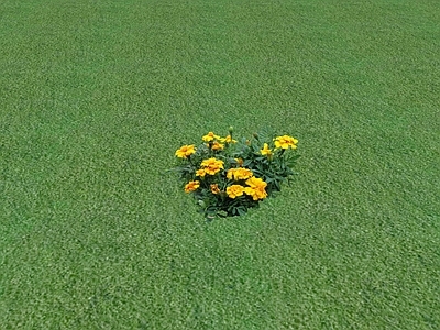 花草 花坛花草