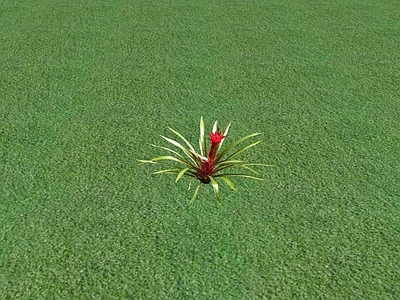 花草 草坪 花草