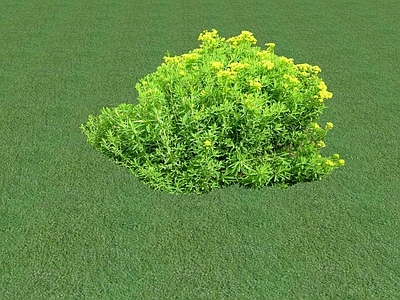 花草 花坛花草