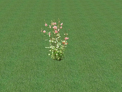 花草 花坛花草