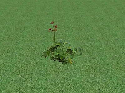 花草 花坛花草