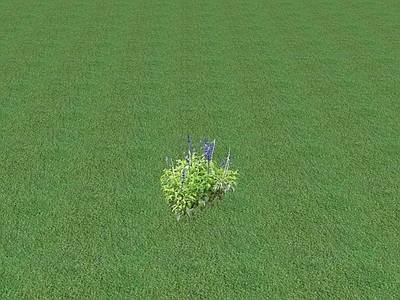 花草 花坛花草