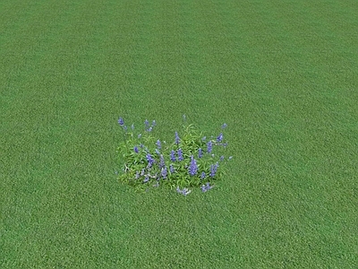 花草 花坛花草