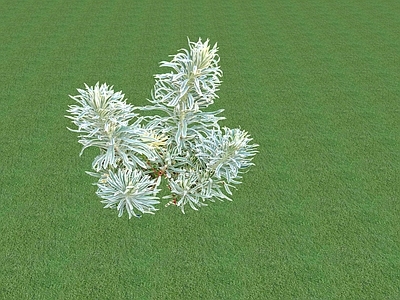 花草 花坛花草