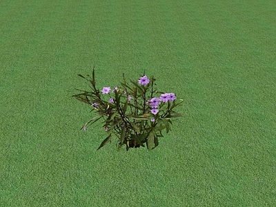 花草 花坛花草