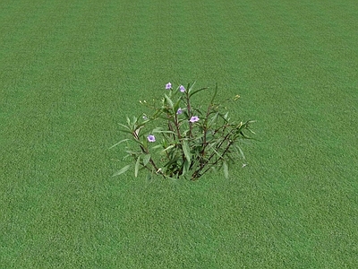 花草 花坛花草