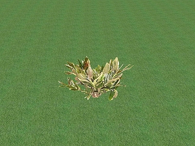 花草 花架花草